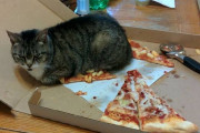 【悲報】猫、ピザの上に乗るｗｗｗｗｗｗｗｗｗｗｗｗｗｗｗｗ