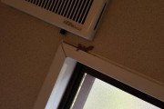 【画像】イモリかヤモリさん、俺ん家に出没するｗｗｗ