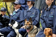 ダックスフンドーの警察犬可愛すぎてワロタ