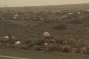 山火事が止まらないオーストラリア。カンガルーの死体がそこいら中にごろごろ