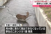 【動画】用水路に落ちたニホンジカを警察が救出！