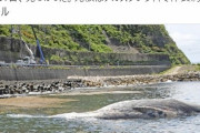 【福井】美浜町菅浜の海岸にクジラが漂着…全国でも珍しい種類か