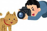 【悲報】???「今日も適当に猫撮ってYouTubeに載せたろｗ」→年収3600万円