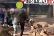 【また鹿が顔面蹴られる】直接注意した撮影者「中国人観光客」報道・警察「えーこれも人物や国籍は不明です」