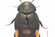 日本で新種のゴキブリ発見　光沢のあるメタリックブルーの体
