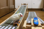 スケボーで遊ぶ日本の文鳥が凄すぎると話題に（海外の反応）