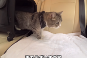 【速報】もちまる日記さん、ネコに専用の車をプレゼントしてしまう