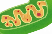 ミトコンドリアって何なん？