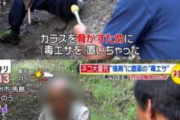 【朗報】合法的に猫を殺す方法、テレビによって広まる