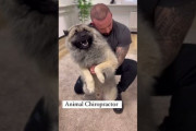 【朗報】動物のカイロプラクティック医師、めちゃくちゃ気持ちよさそう