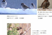 【単発】スズメ、ガチで害鳥だったｗｗｗｗ