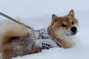 【画像】イッヌ「冬？雪？犬はそれでも庭駆け回れるわー！」→5分後??