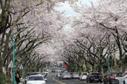 【国際】韓国で日本の桜を植え替える動き「木に国籍を押しつけるな」批判の声も