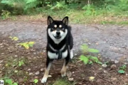 ちょっと突然隠れないでよ！散歩中にご主人消えちゃった、どこー？な柴犬
