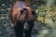 【悲報】ヒグマに殺された男性の友人「素手で殴りまくったけどダメでした…」