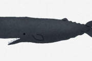 【朗報】クジラが人を殺した歴史はない。