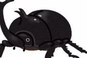 カブトムシのオス700円、メス300円