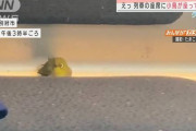 【ほのぼの】電車の椅子にメジロが座っている