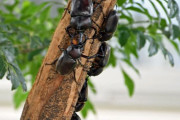 群馬の民家の庭先にカブトムシが大量発生し、ご近所で話題に　今夏は計60匹確認