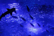 初デート(というかサシで出かけるのが初めて)で水族館にドライブする予定。そもそも恋愛対象としてみられてるかわからなくて困ってる。