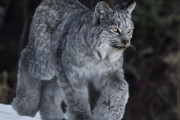 足の大モフ感！カナダオオヤマネコの魅力にズームイン