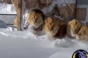 真っ白な雪の中を駆け回るのは…犬じゃなくてライオンさんだー！百獣の王の無邪気な一面