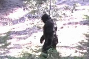 今度こそ本物なのか？アメリカ・アイダホ州で目撃されたビッグフットらしき生命体