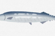 さんま、ガチで高級魚に