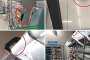 渋谷でネズミ大量発生　再開発で居場所をなくしたネズミが大移動しているもよう