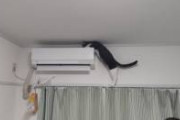 エアコン業者さんに「猫が乗れないようにギリギリまで責めてください」　その結果がこちら