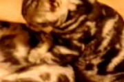 【ねこ動画】ねこのフミフミマッサージ【再】