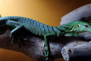 【画像】トカゲ、カッコいい