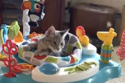 赤ちゃん用のベビーバウンサーに赤ちゃん以上に夢中になっている子猫の映像。