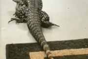 【動画】コモドドラゴンさん、とんでもない動きをしてしまうｗｗｗ