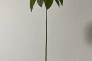 アボカドの種に水をあげ続けて3ヶ月たった