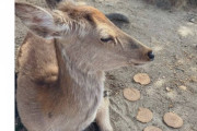 【画像】奈良の鹿さん、GWで人が来すぎて鹿せんべいを拒否してしまう
