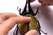 【悲報】カブトムシ、魔改造されてしまうｗｗｗｗ