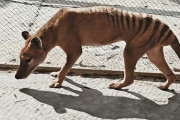 【オーストラリア】映像カラー化でよみがえる 絶滅種「タスマニアタイガー」
