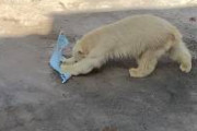 旭山動物園、ホッキョクグマが雑巾がけにハマってた