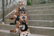 【柴犬画像】階段で並んで撮影！【再】