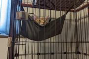 猫がハンモックに乗ってゆらゆらしてて草