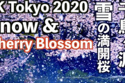 海外「素晴らしい桜！今年はコロナのせいで日本に行けなくて残念」東京で雪の中咲く満開の桜（海外の反応）