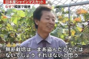 【泥棒国家】韓国産シャインマスカットが中華圏で人気　広島産の種を盗んで栽培し、より安価に販売　