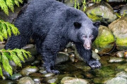 クマ界隈で「人間なんか大したことないな」って広まってるな