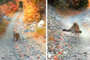 ジョギング中にピューマに遭遇！威嚇されながら後をつけられる恐怖の6分間