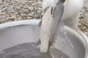 【朗報】鳥さん、無限に魚を食えるｗｗｗｗｗｗｗｗｗｗｗｗｗｗ