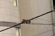 【悲報】タヌキさん、電線の上を歩いてしまう