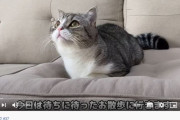 【悲報】猫を散歩させただけで、２日で２００万再生を超えてしまう
