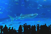 世界最大級の大水槽に感動がとまらない！沖縄美ら海水族館が海外で話題になってるぞ！　海外の反応