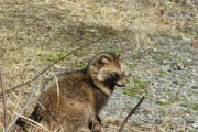 野生のたぬき見たことない奴ｗｗｗｗｗｗｗｗｗｗｗｗｗ